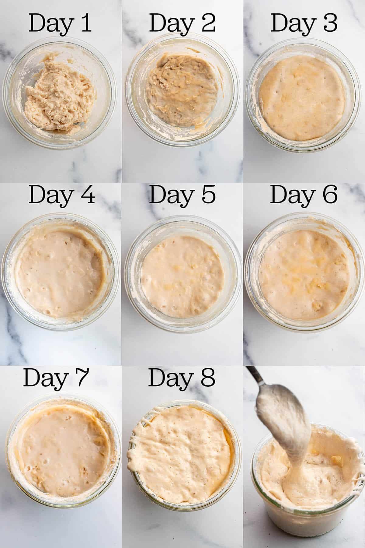 Day by day photos of making a sourdough starter.