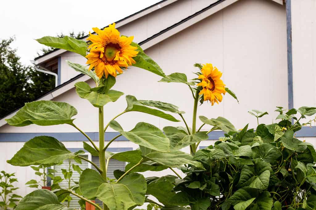 Gigantic Sunflowers in my backyard garden.