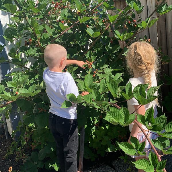 Kids picking and Eating Blackberries