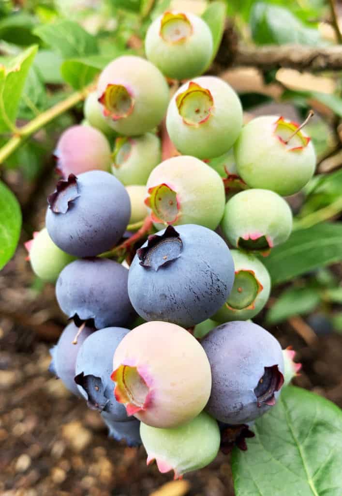 Homegrown blueberry plants in my backyard garden.