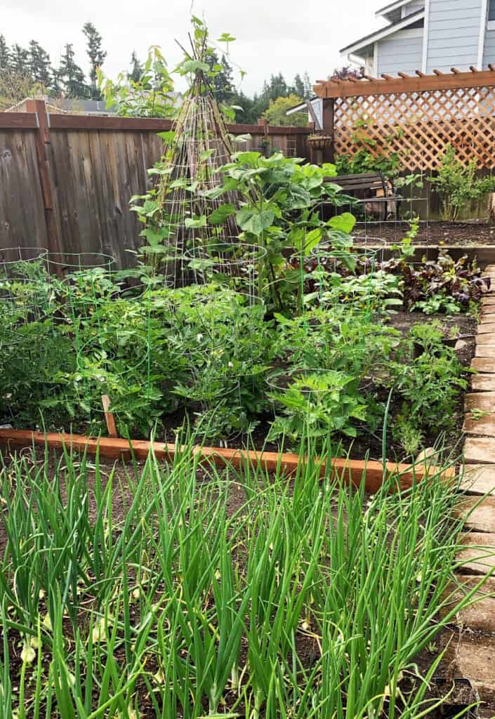 Backyard garden on my half acre property in the suburbs. Tomato, onions, green beans and beets.