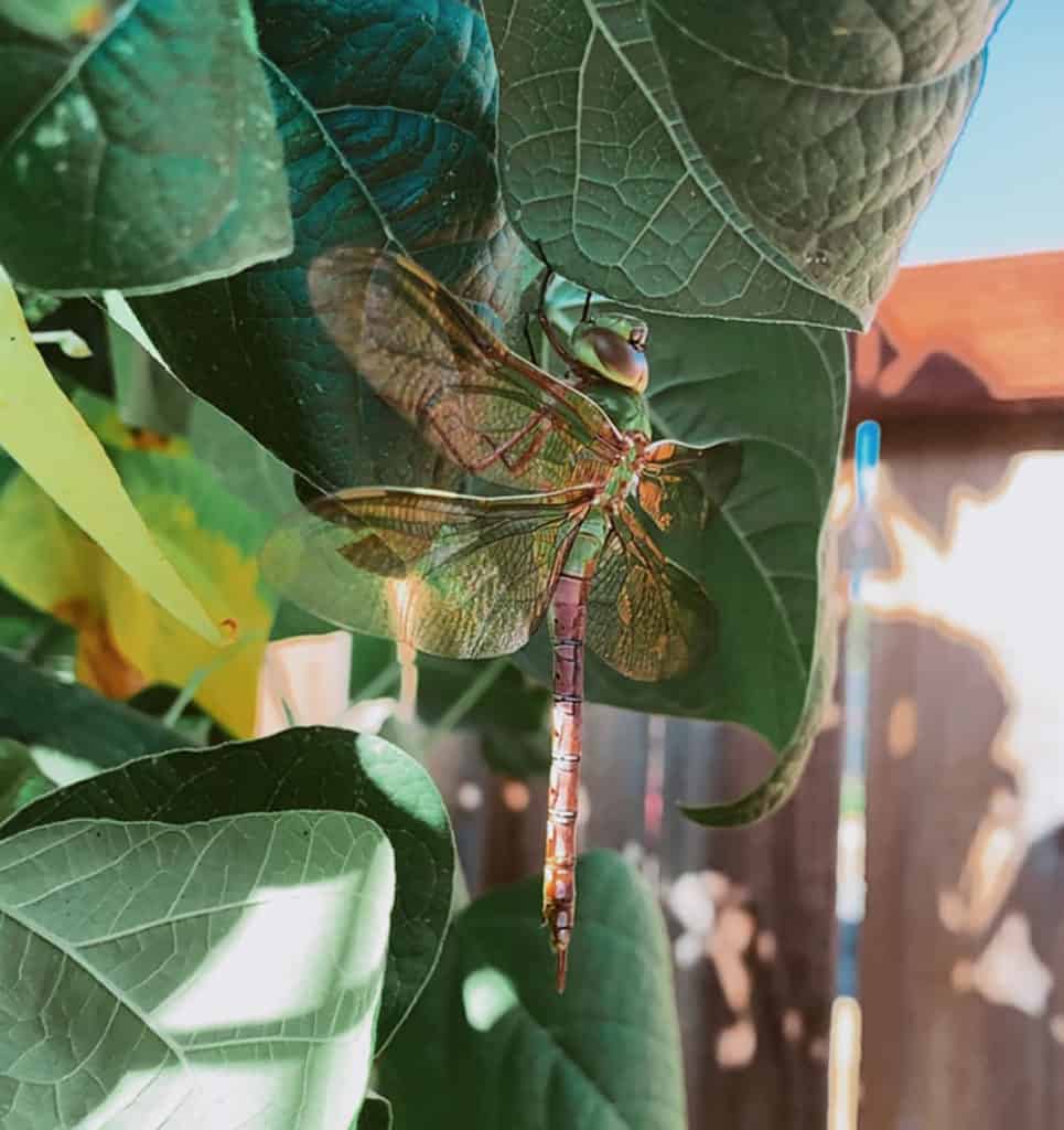 dragonfly on green bean plants