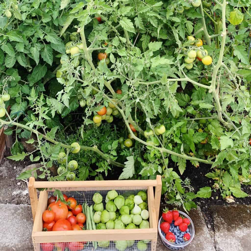 Homegrown tomato plants in my backyard garden. Basket full of tomatoes, tomatillos and berries. 