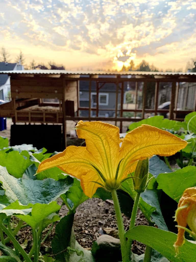 Sunrise on my backyard garden with pumpkin plants.