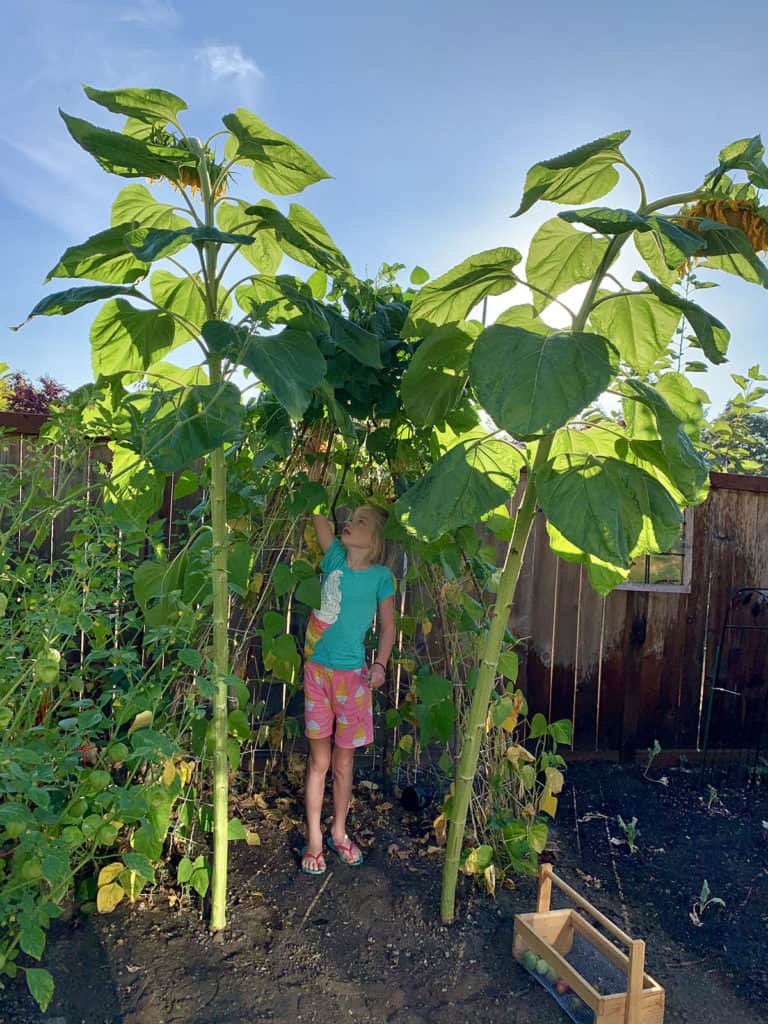 Backyard garden with a green beans and gigantic sunflowers.