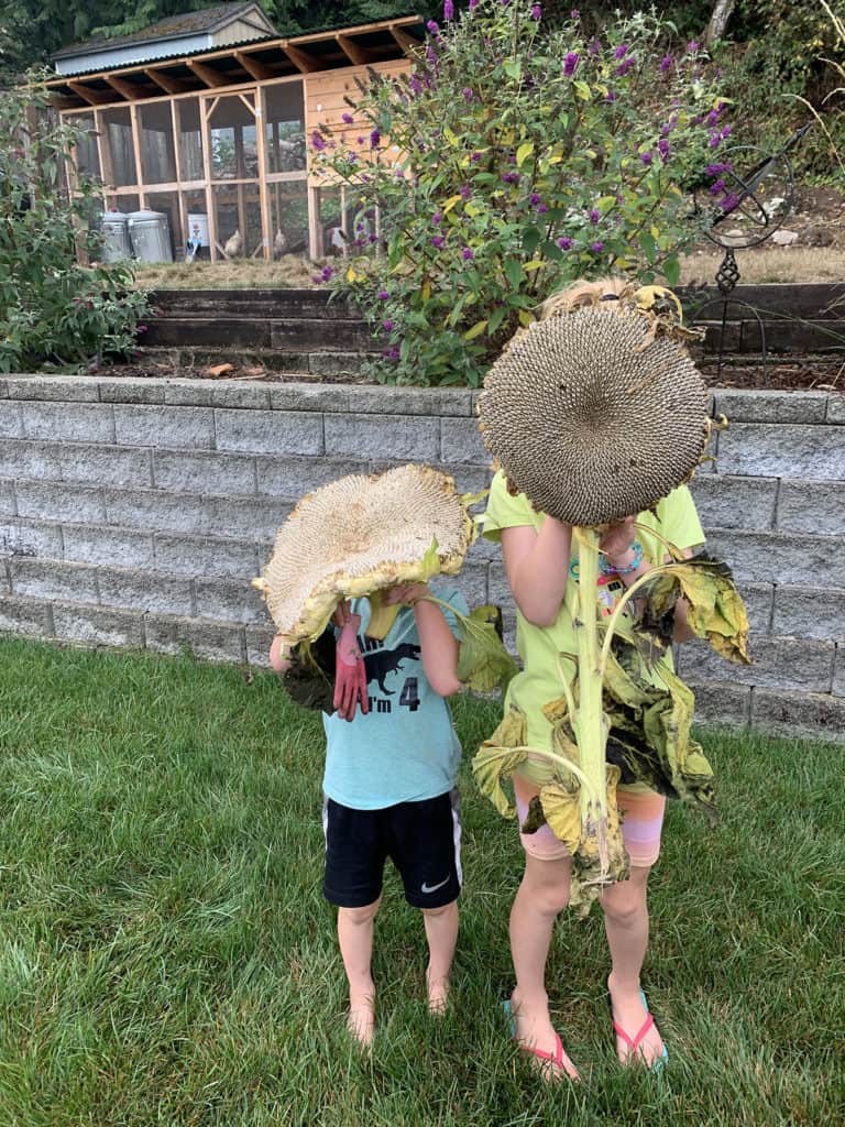 Kids holing gigantic sunflower heads from our backyard garden.