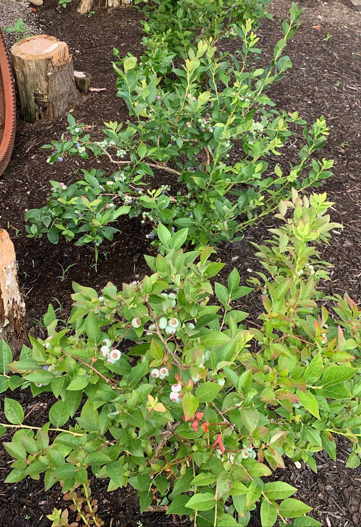 Blueberry plants with berries.