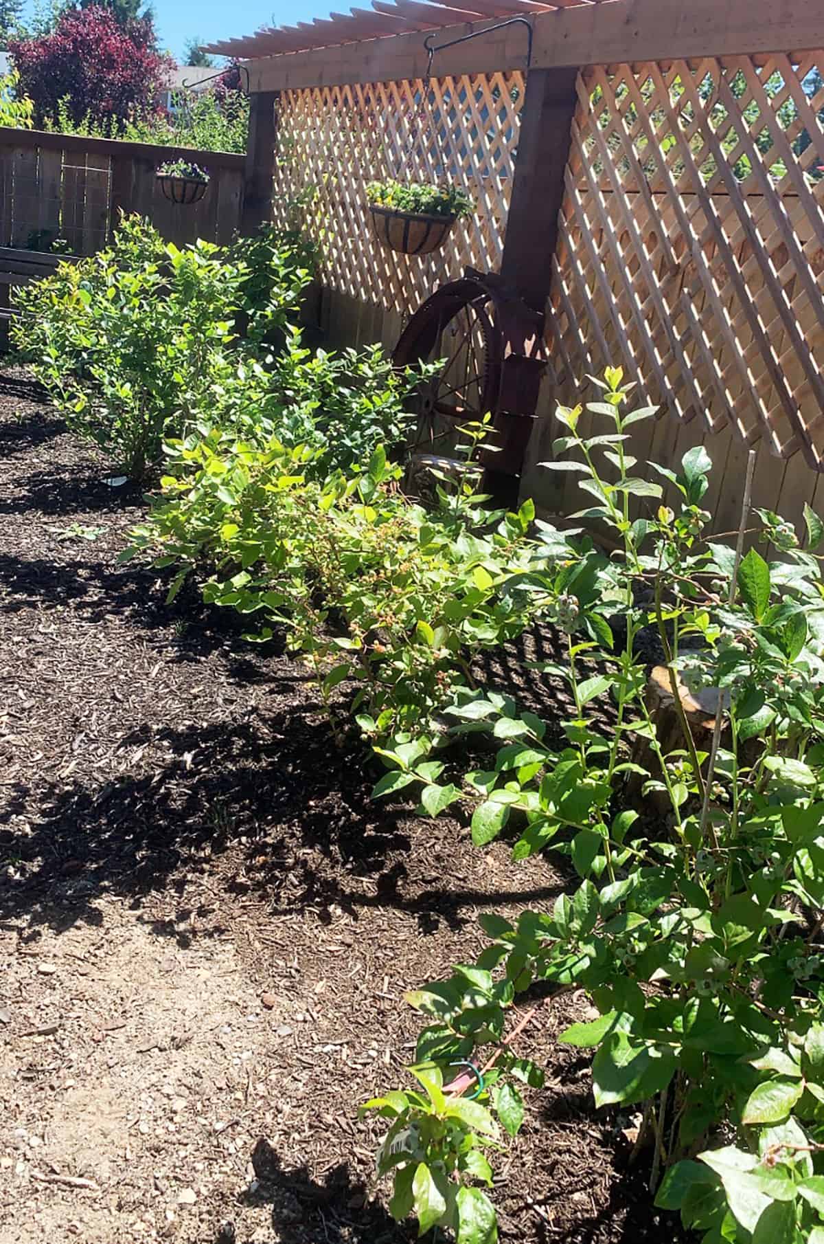 Growing Blueberries in Your Own Yard - Dirt and Dough