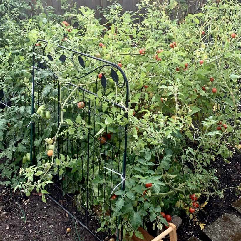 Tomato plants growing out of control in my garden