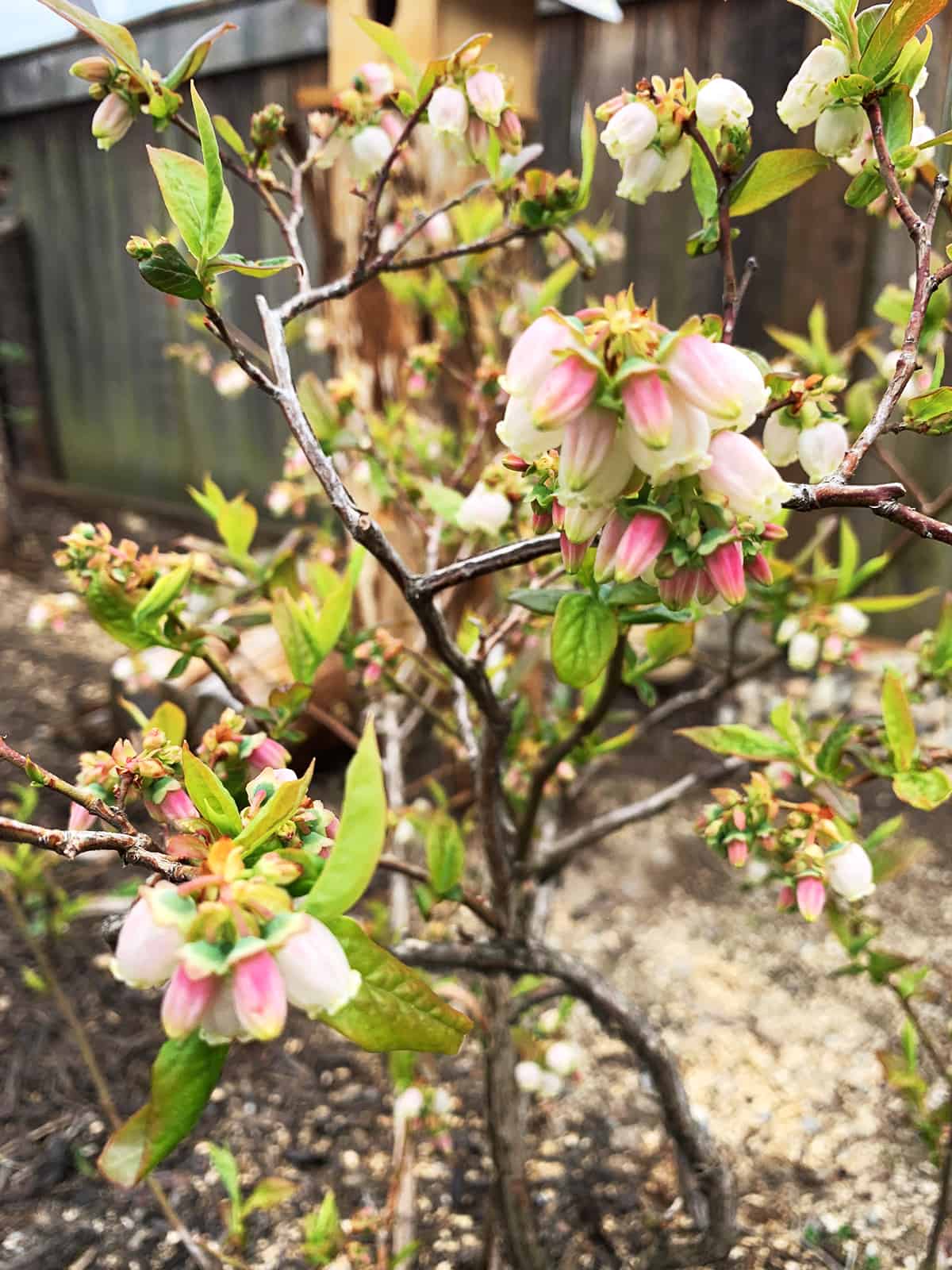 Flowers on a blueberry palnt