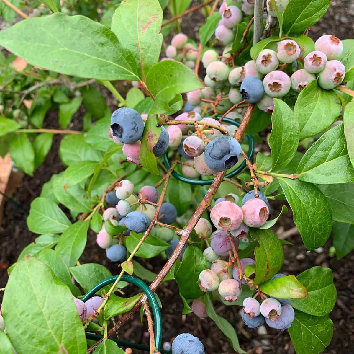 Blueberry plant with lots of berries ranging from pink to blue.