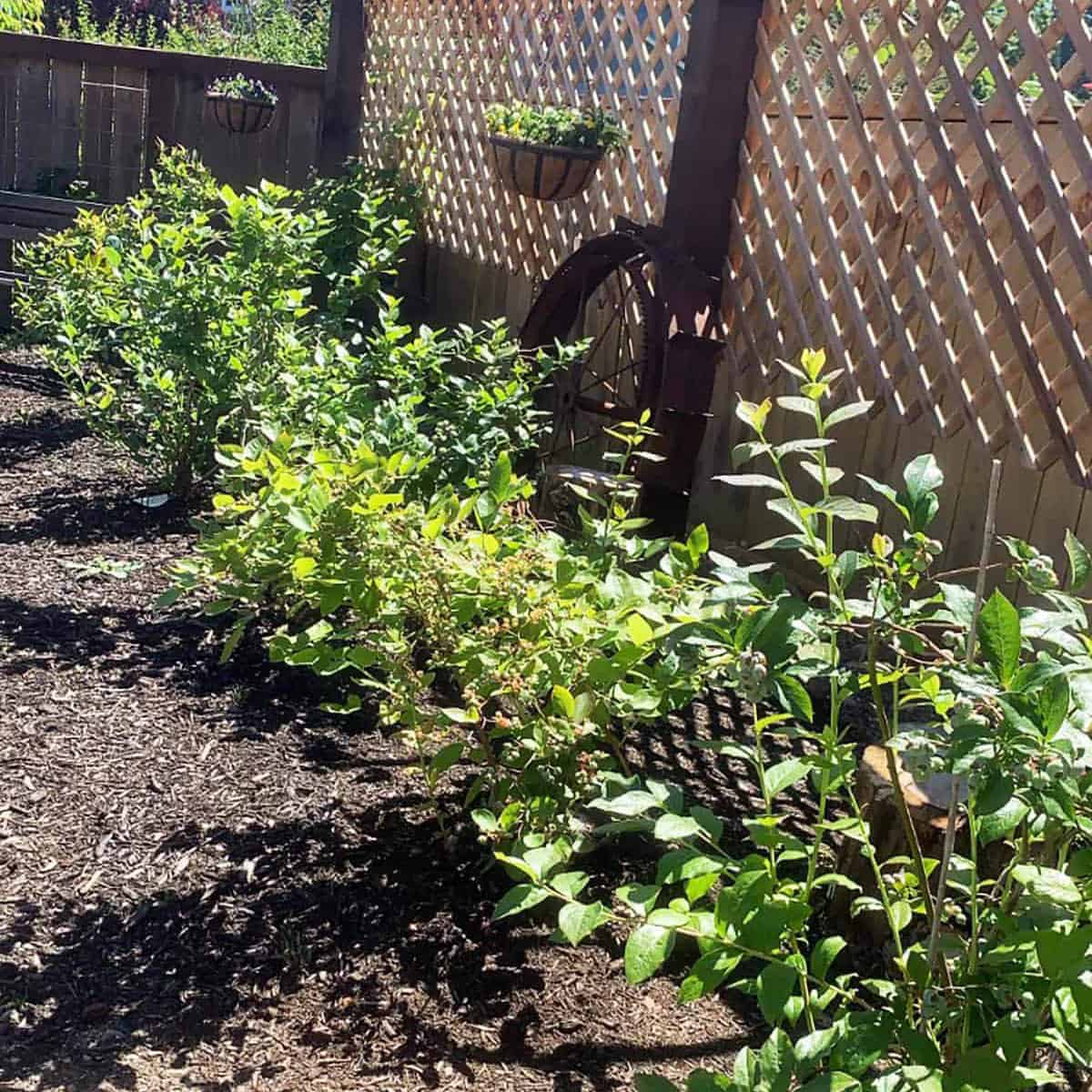 Blueberry buses in a backyard garden with a lattice fence behind it.