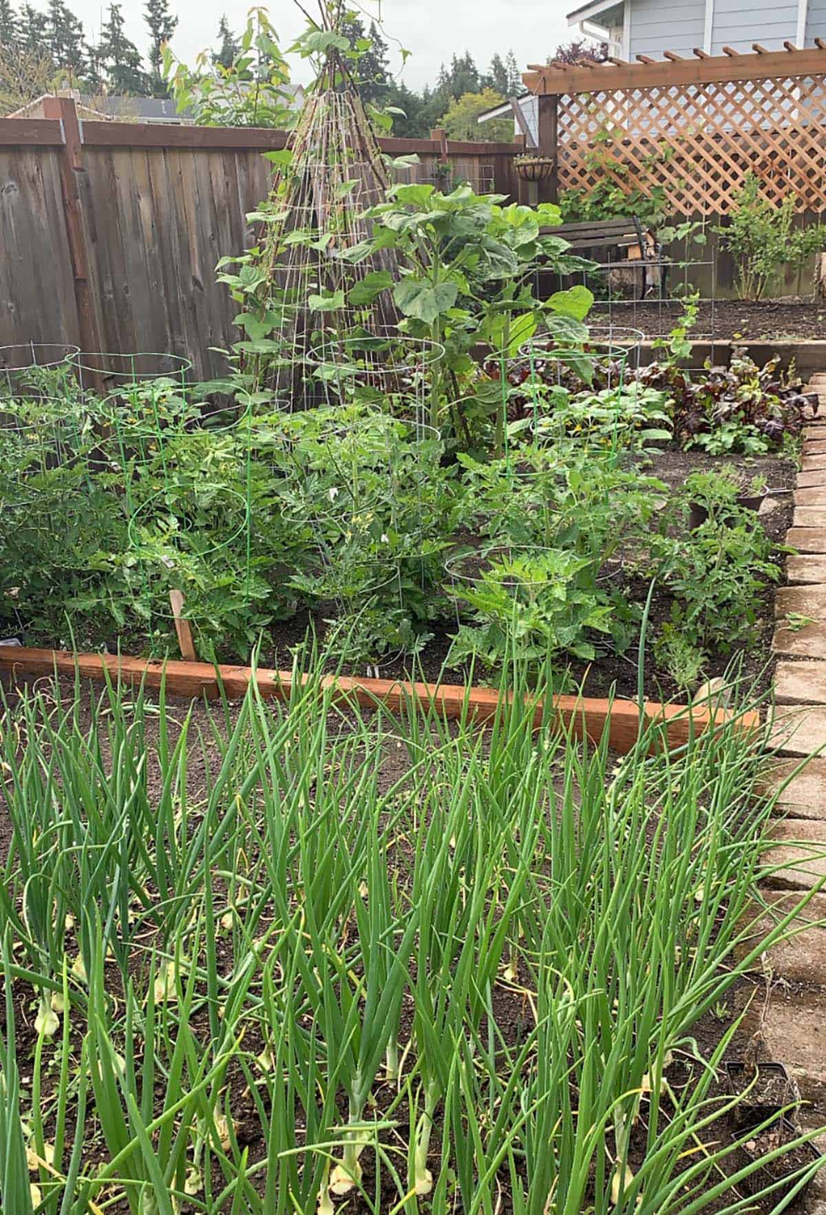 A backyard home vegetable garden.