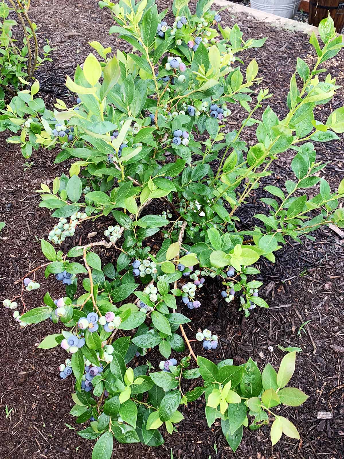 Blueberry plants with fresh berries