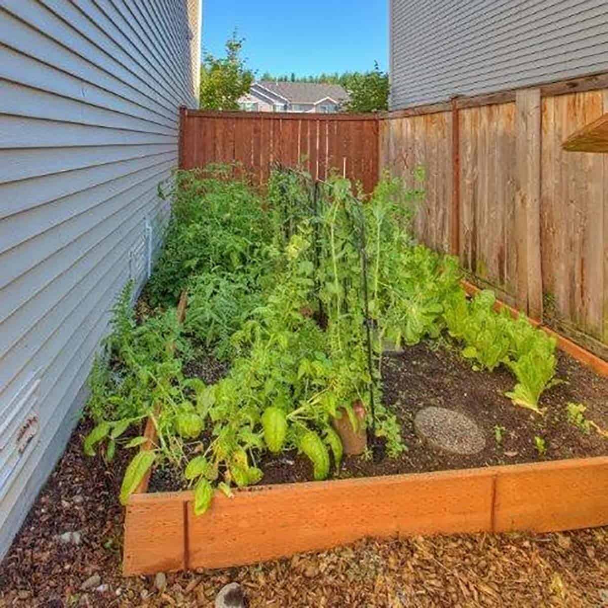 A backyard home garden in a raised bed.