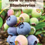 How to Grow Fresh Homegrown Blueberries