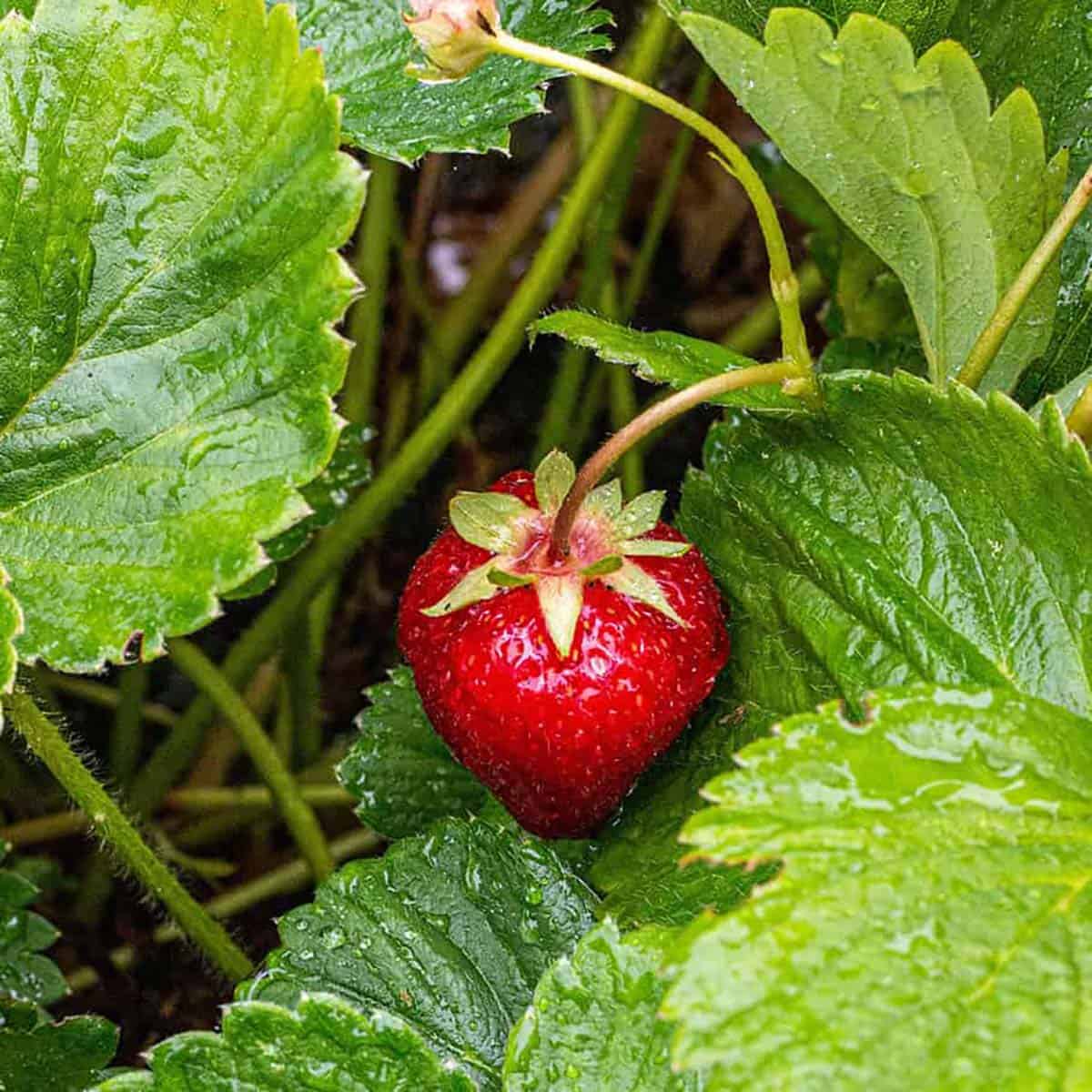 A fresh strawberry growing in a home garden.