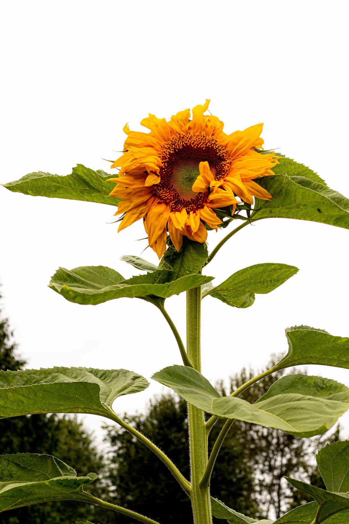 Mammoth Sunflower in my backyard garden.