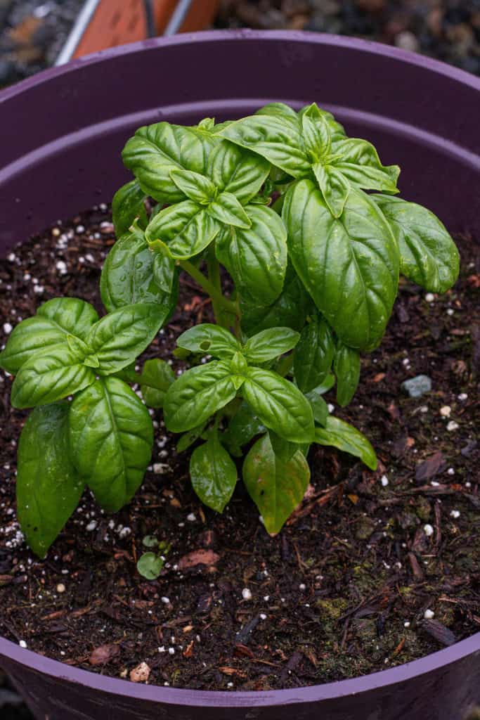 Basil plant growing in a container. 