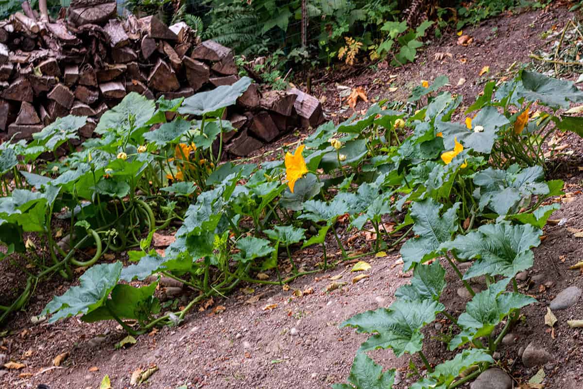 Pumpkin plants growing in a in-ground garden