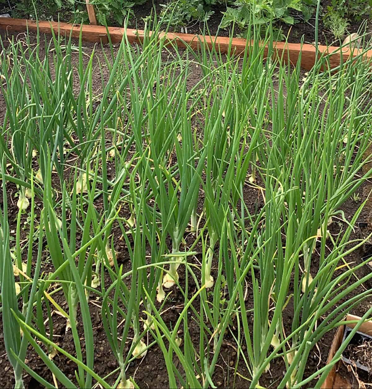 A garden with onion bulbs in the ground with tall green onion stalks.