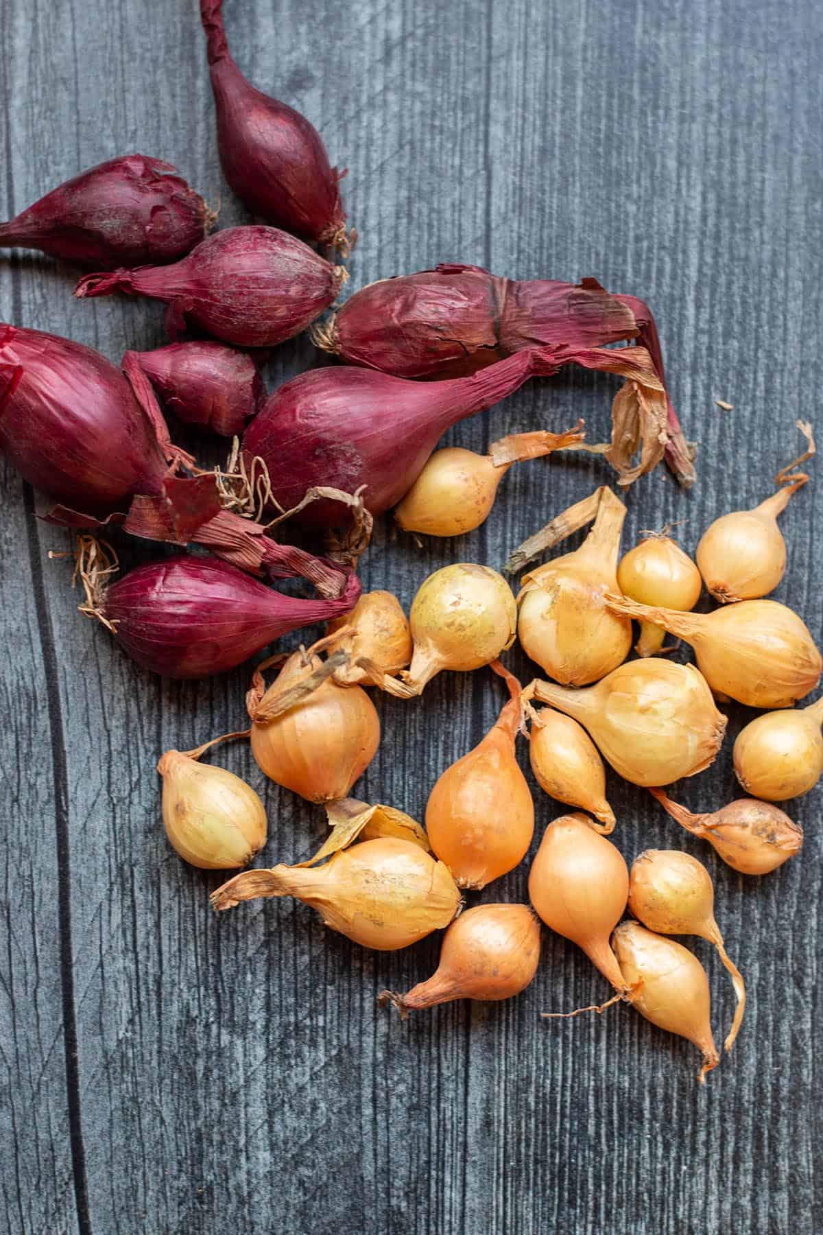 Red and yellow onion sets for gardening