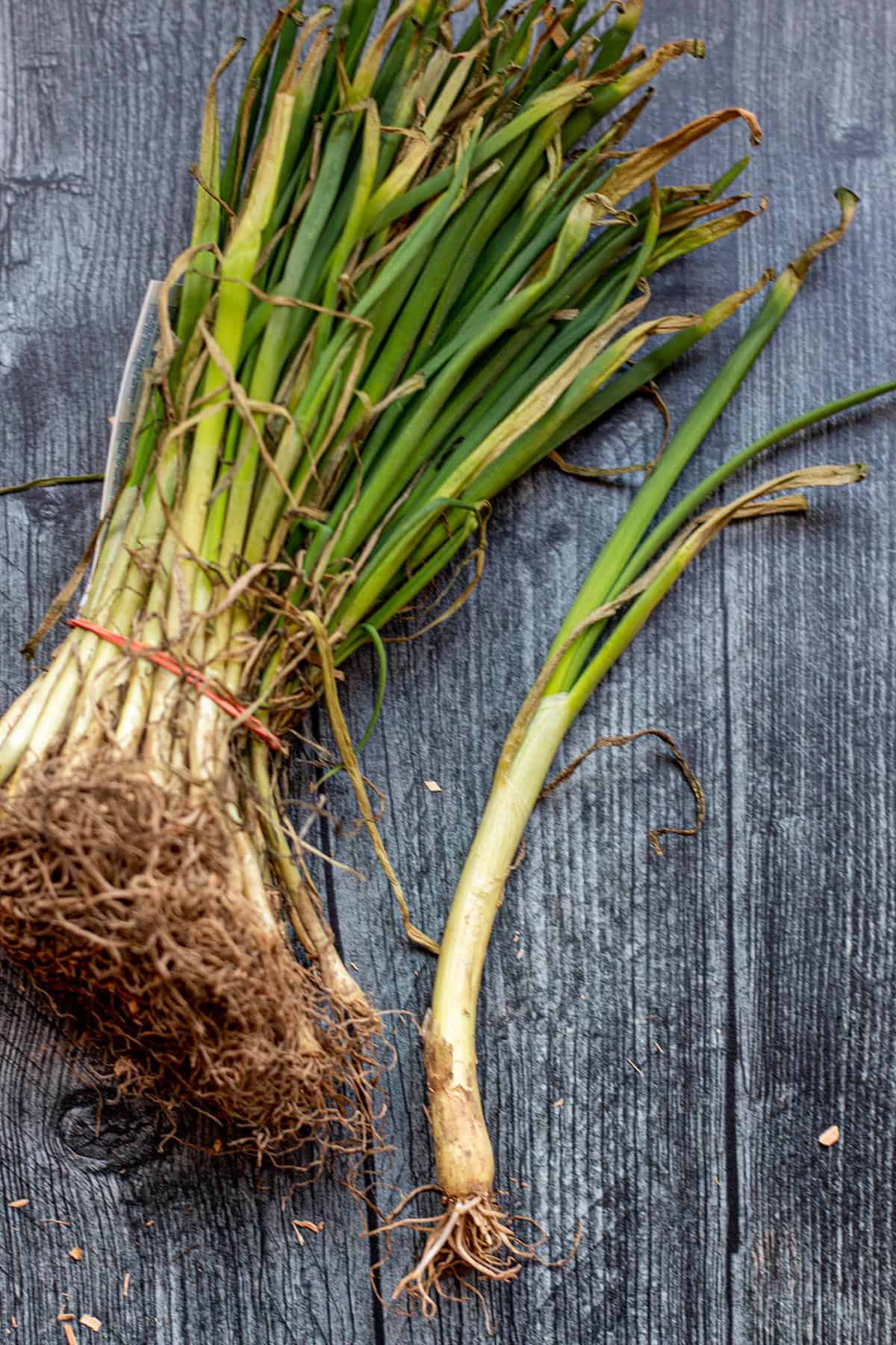 Walla Walla sweet onion seedlings.