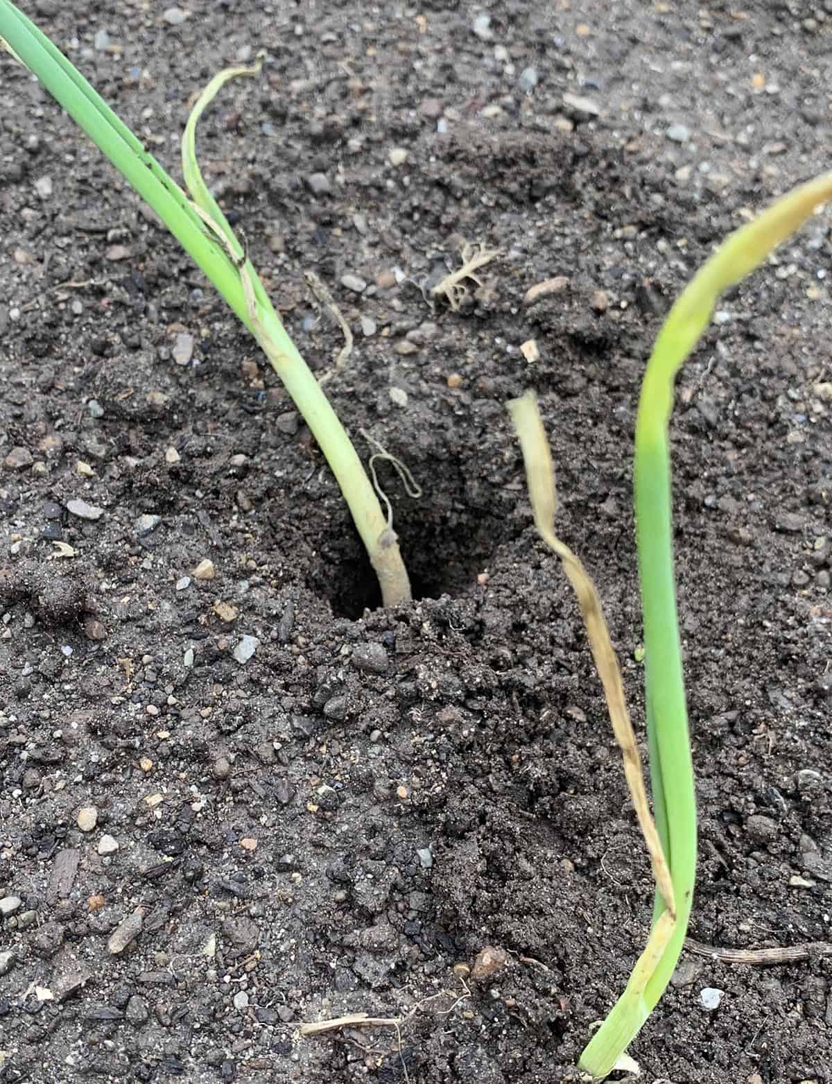 Planting Walla Walla Sweet Onions in little holes