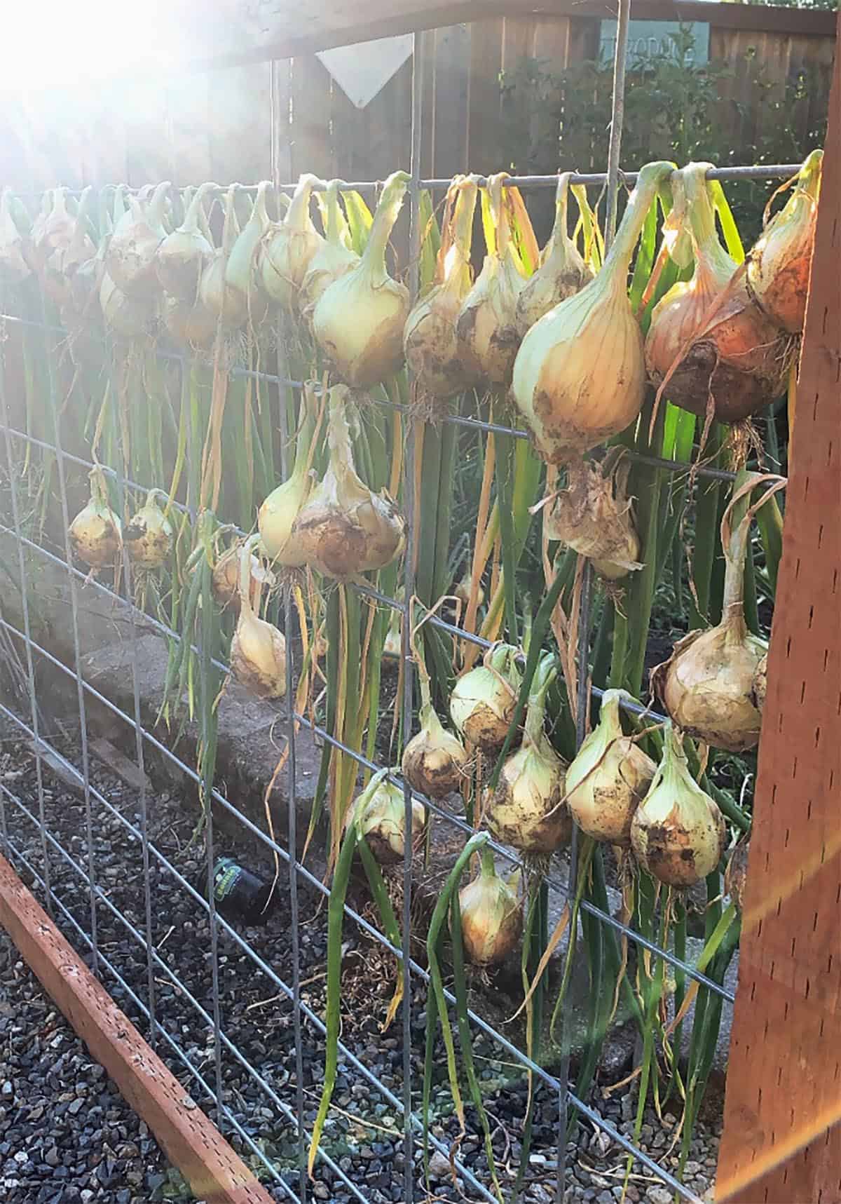 Walla Walla onions from a home garden hanging on a fence to cure. 