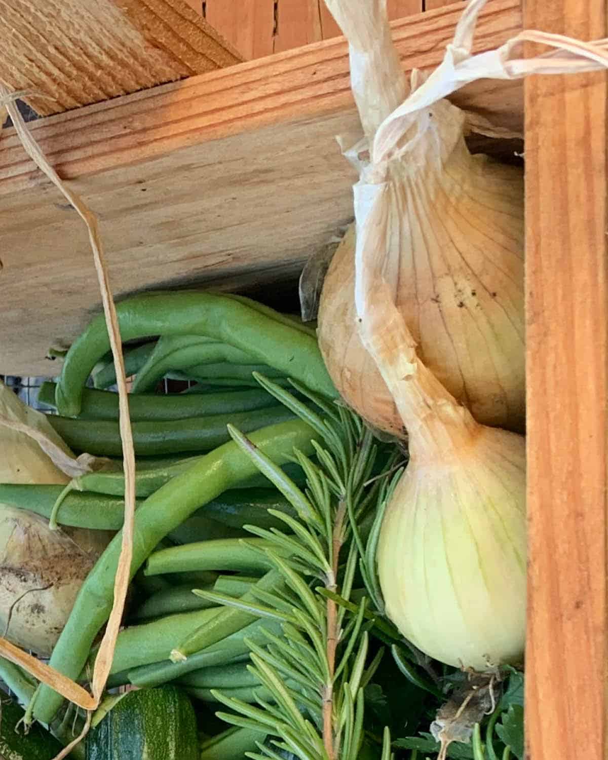 Onions with dried, shriveled stalks harvested and cured