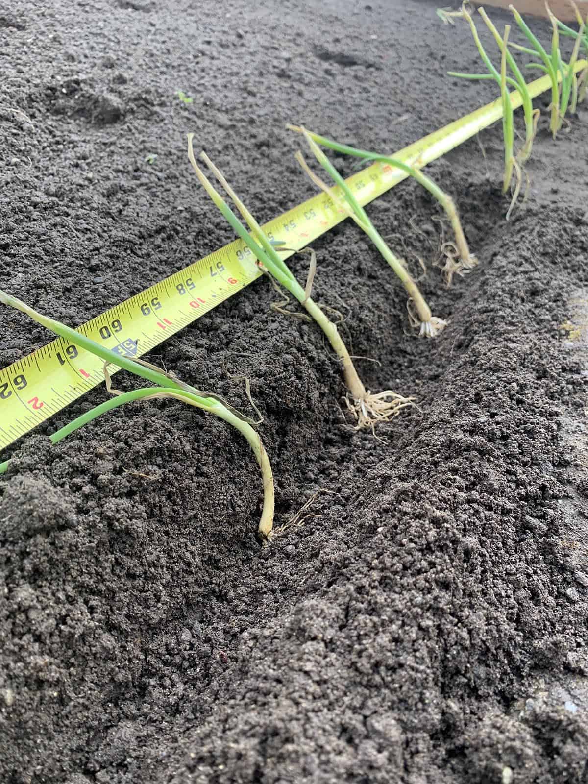 Onion Seedlings planted in a trench 4-5" apart