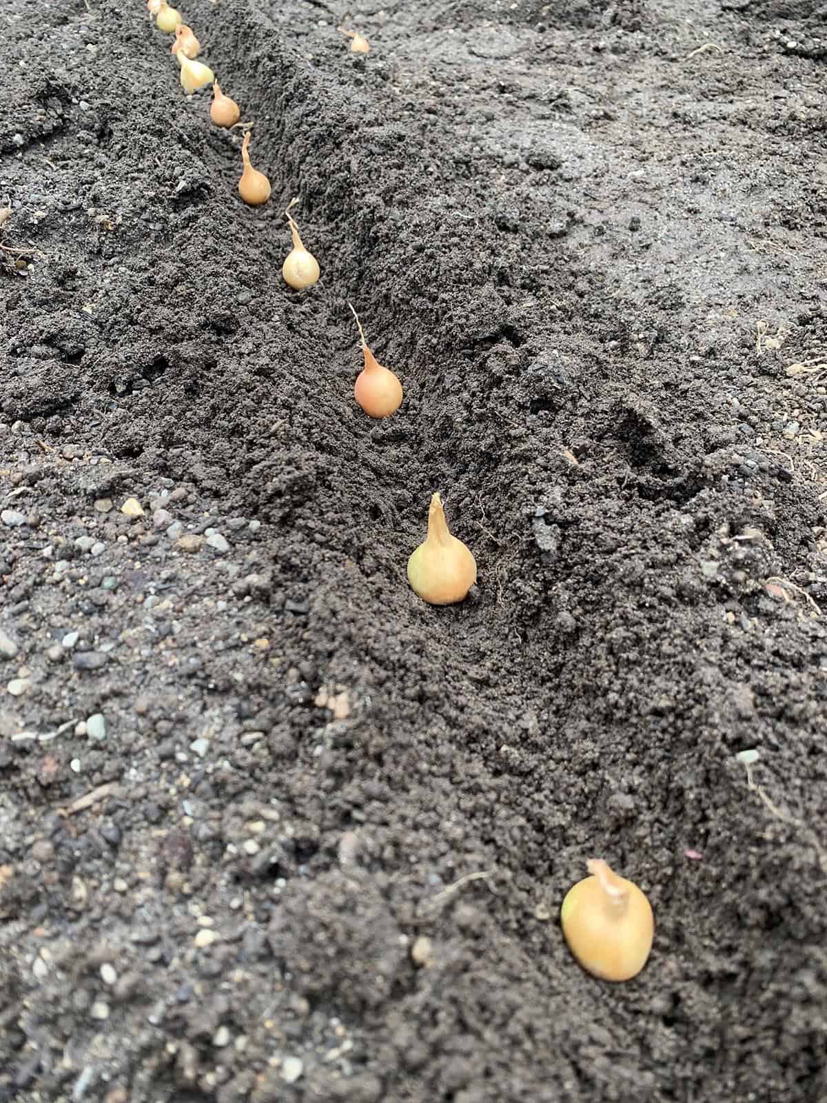 Onion sets being planted in a row in a garden bed.