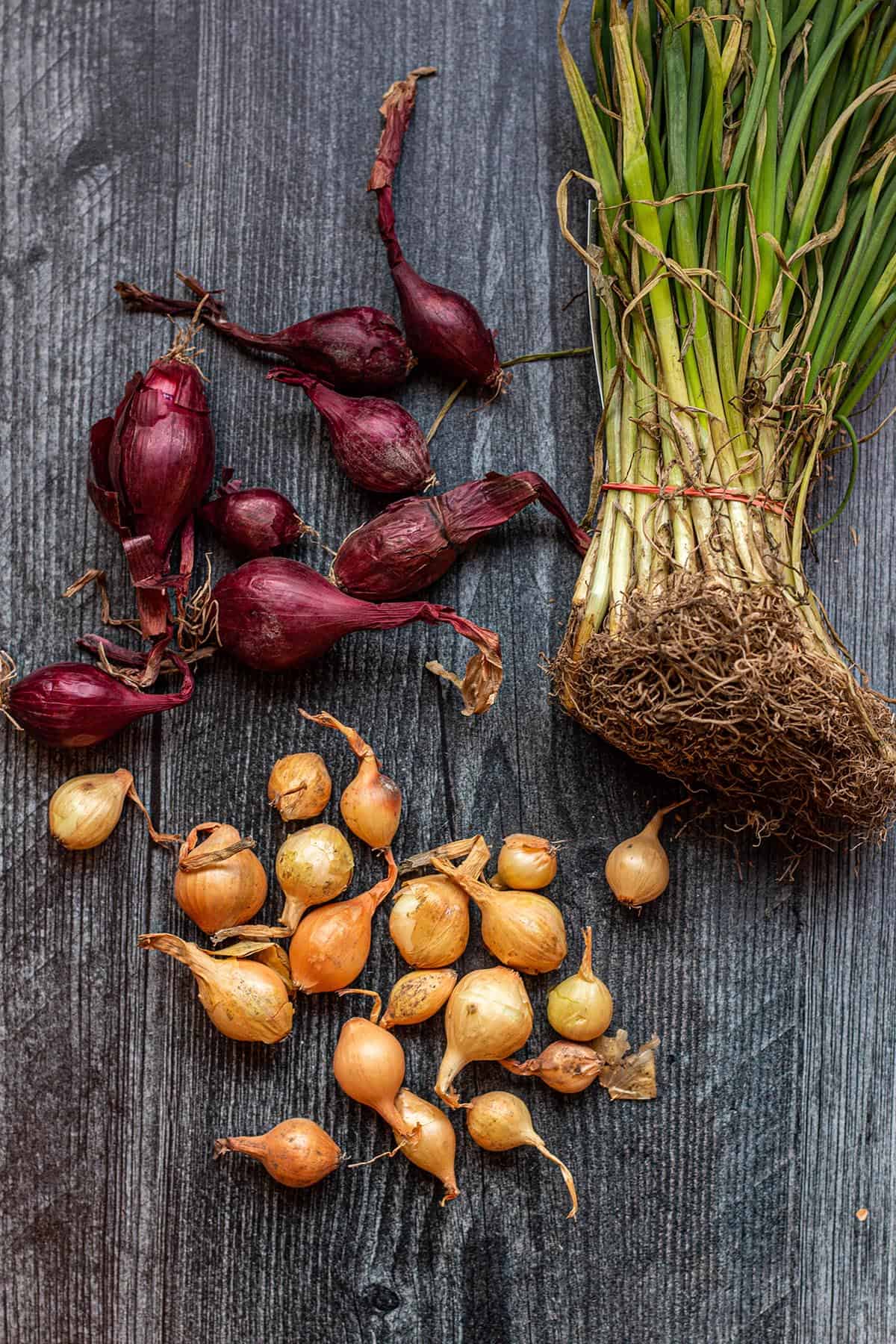 Red and yellow onion sets and walla walla sweet onion seedlings