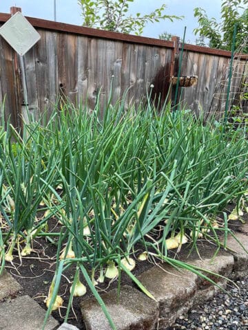 A onion garden with mature walls walla onions.