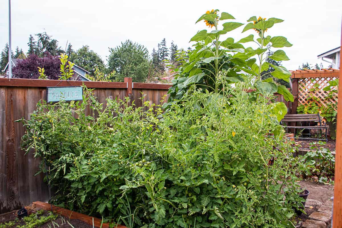 Back yard garden with overgrown tomato plants. 