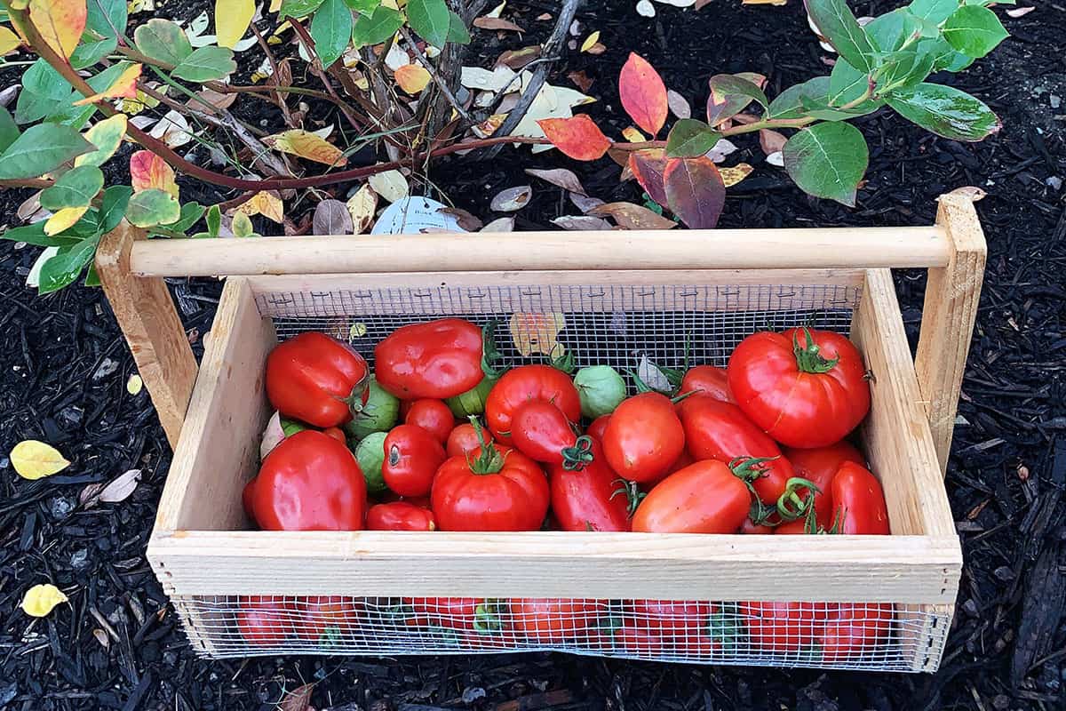 Gardening basket with homegrown tomatoes.