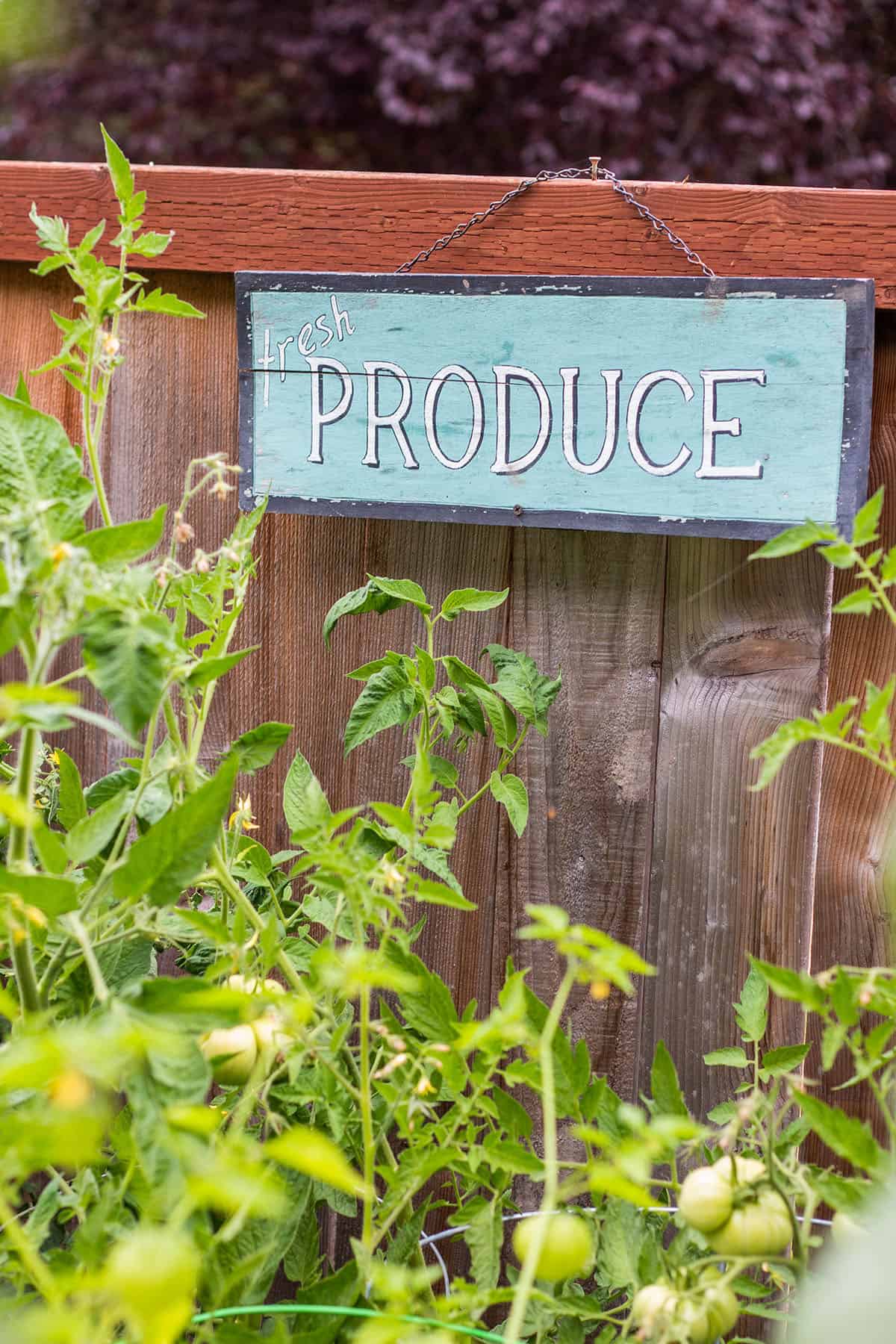 Backyard garden with tomato plants and harvest basket with tomatoes, tomatillos and berries. 