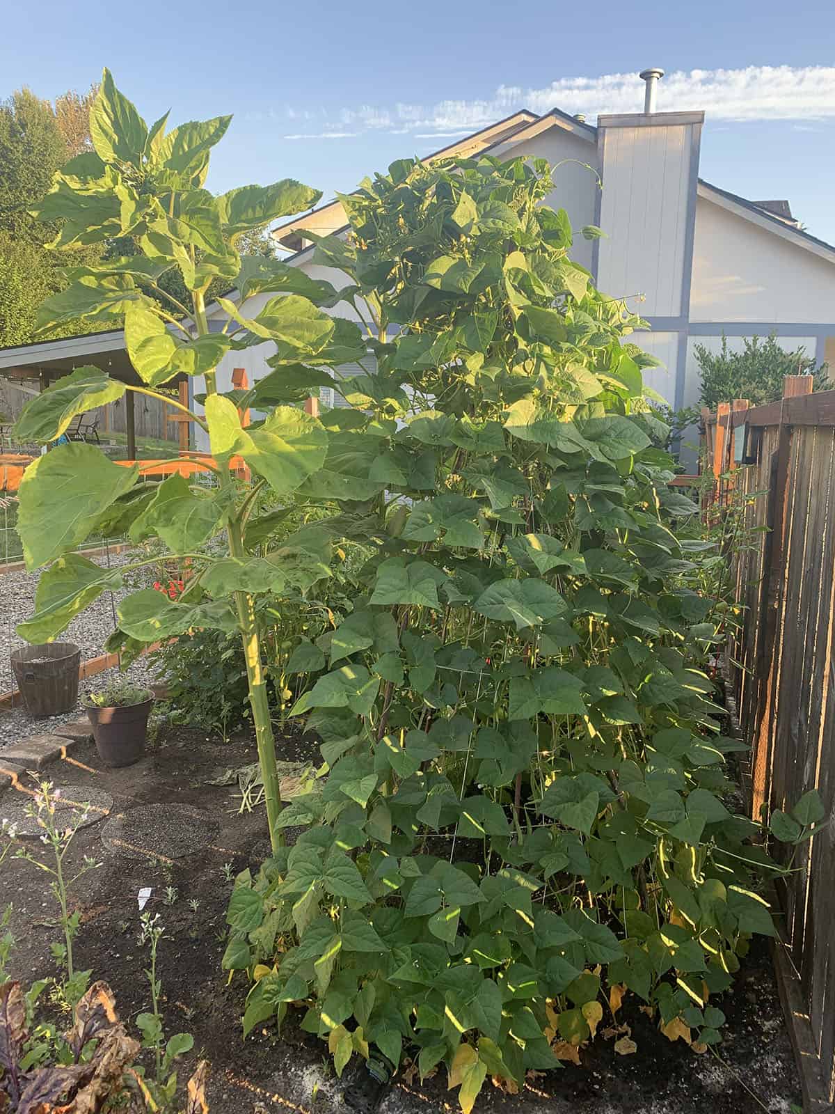 Green beans growing on a trellis with mammoth sunflowers. 