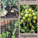 Three images, one is peas growing in a garden, one is cherry tomatoes on a vine and the other is onions in the ground with text that says 10 easy to grow vegetables for the garden.