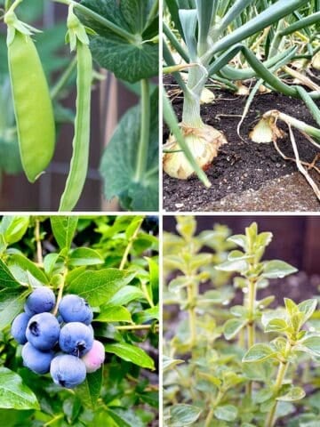 Four images of pea plants, onions in the ground, an herb plant and blueberries on a plant.