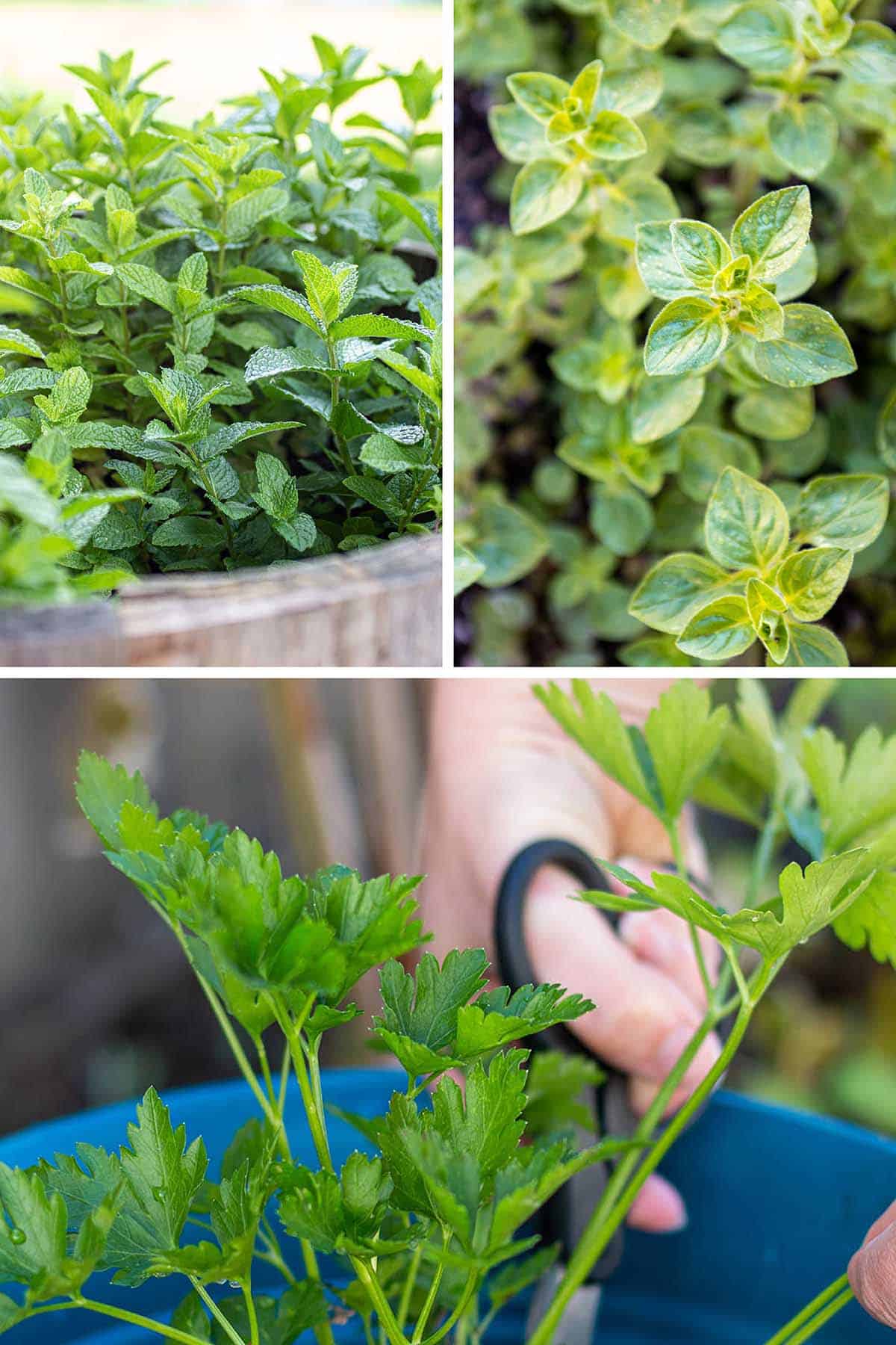 Three images of a mint plant, oregano leaves and a hand cutting parsley stalks. 