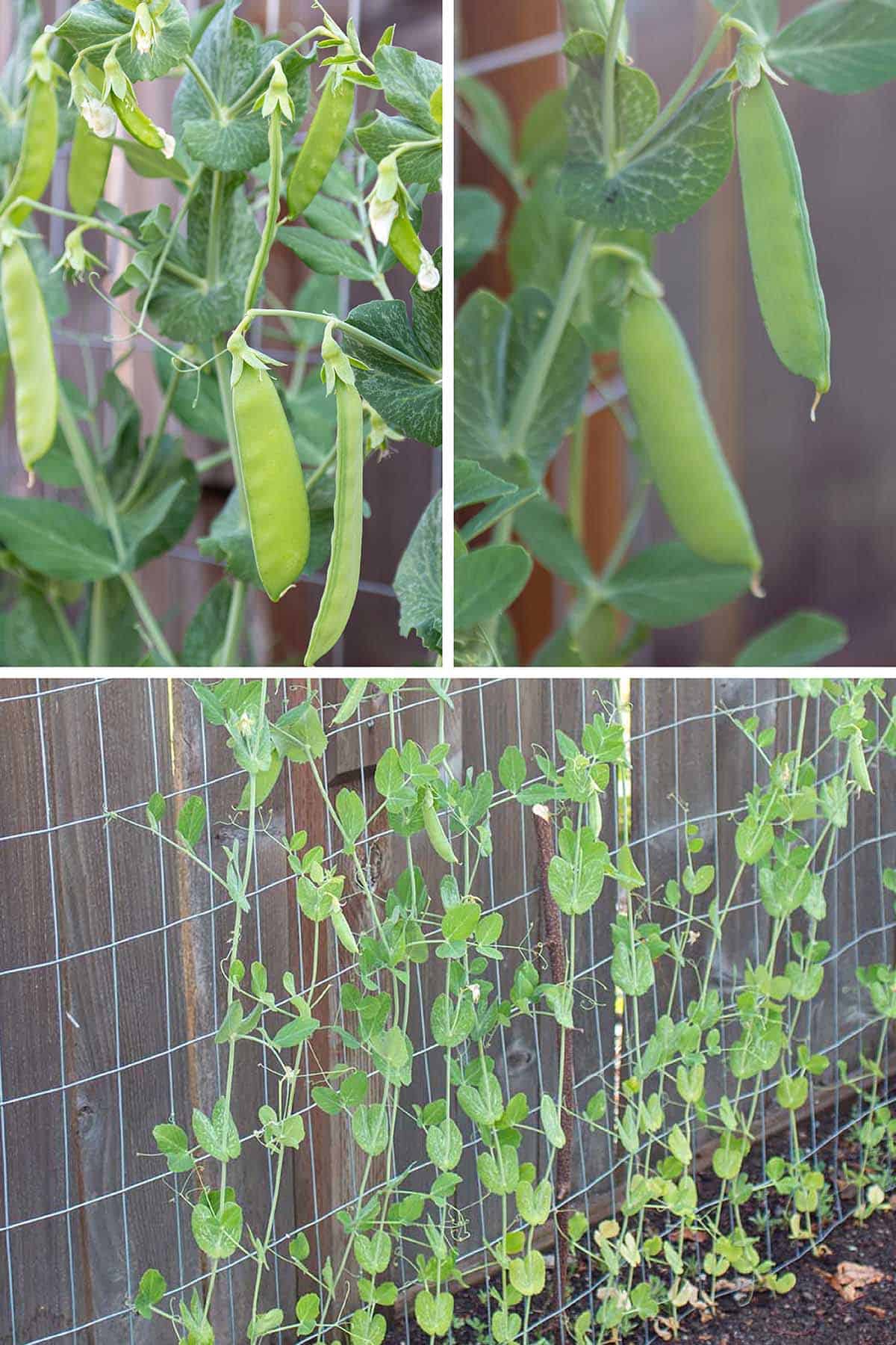 Three images of peas being grown in a garden.