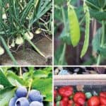 Four images of produce in a garden. Onions, Peas, blueberries and a basket of tomatoes.