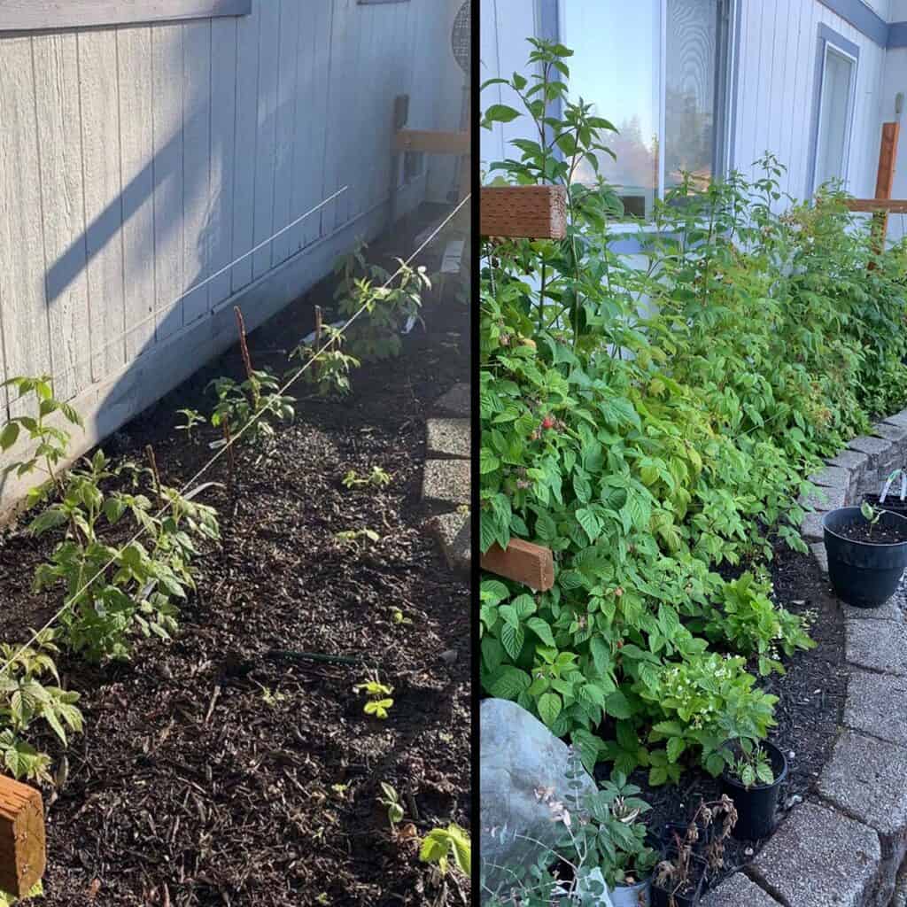 The Raspberries are Ready for Picking - The Martha Stewart Blog