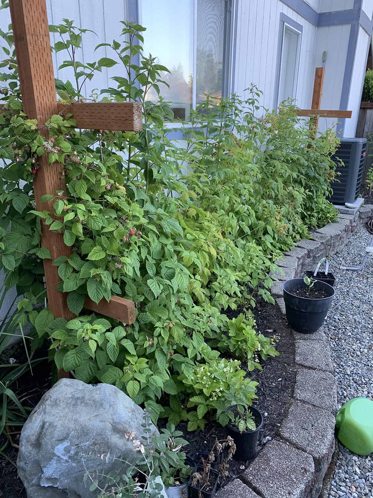 A row of raspberry plants on a trellis. 