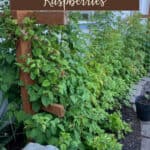 Raspberry vines with text that says how to grow raspberries.
