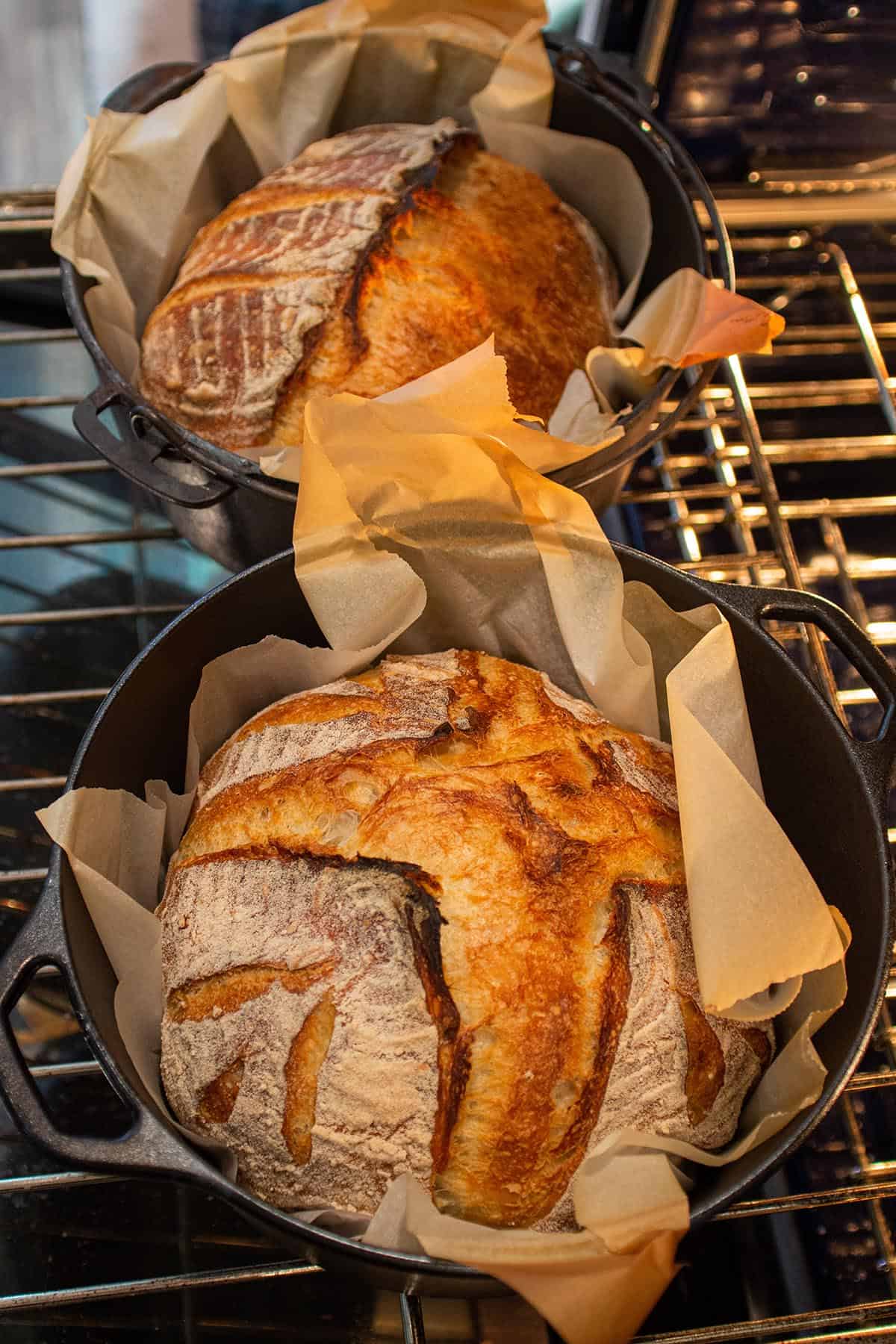 Two cast iron dutch ovens with loaves of sourdough bread on parchment paper on the oven rack with the lids off. 