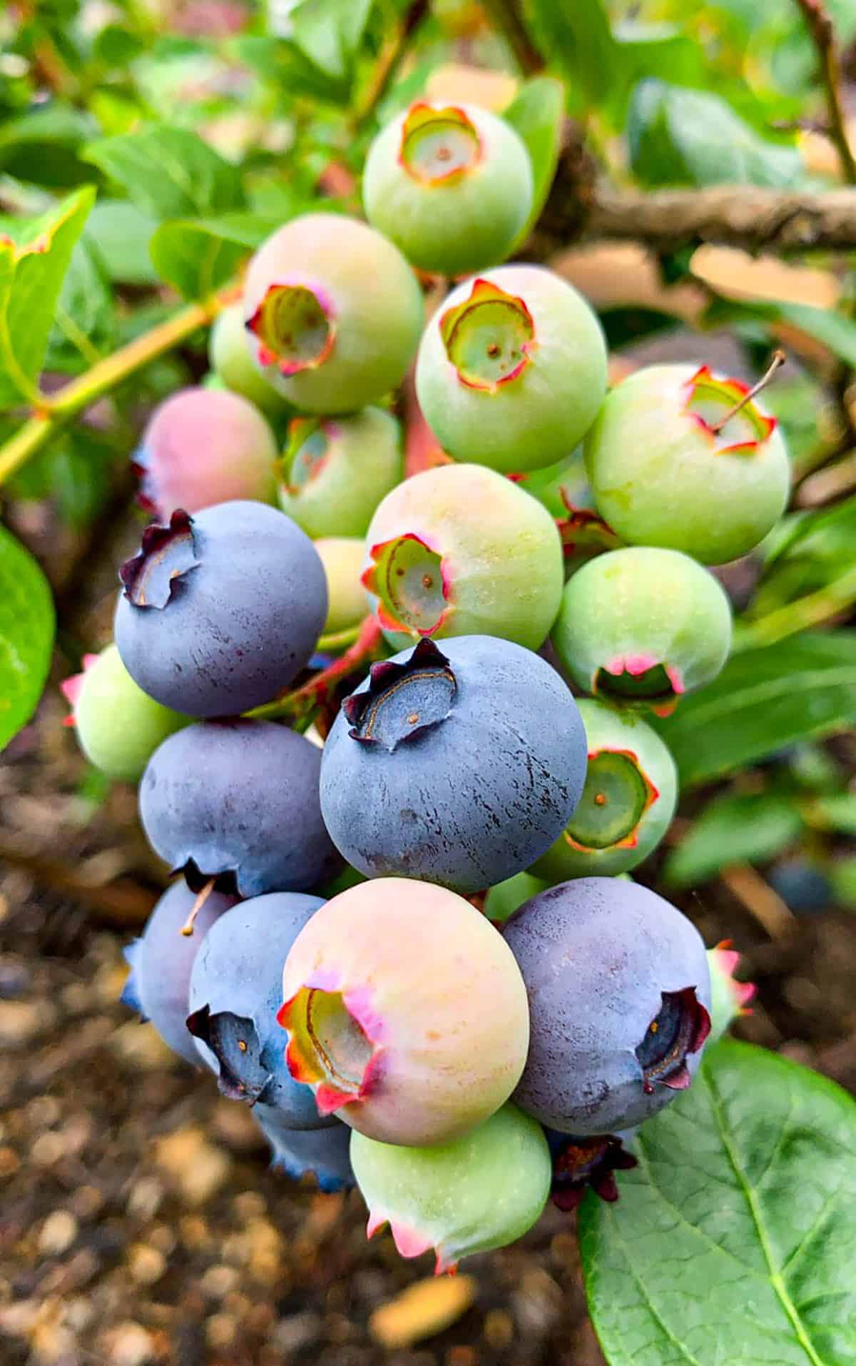 A cluster of blueberries ranging in color from dark blue to green. 