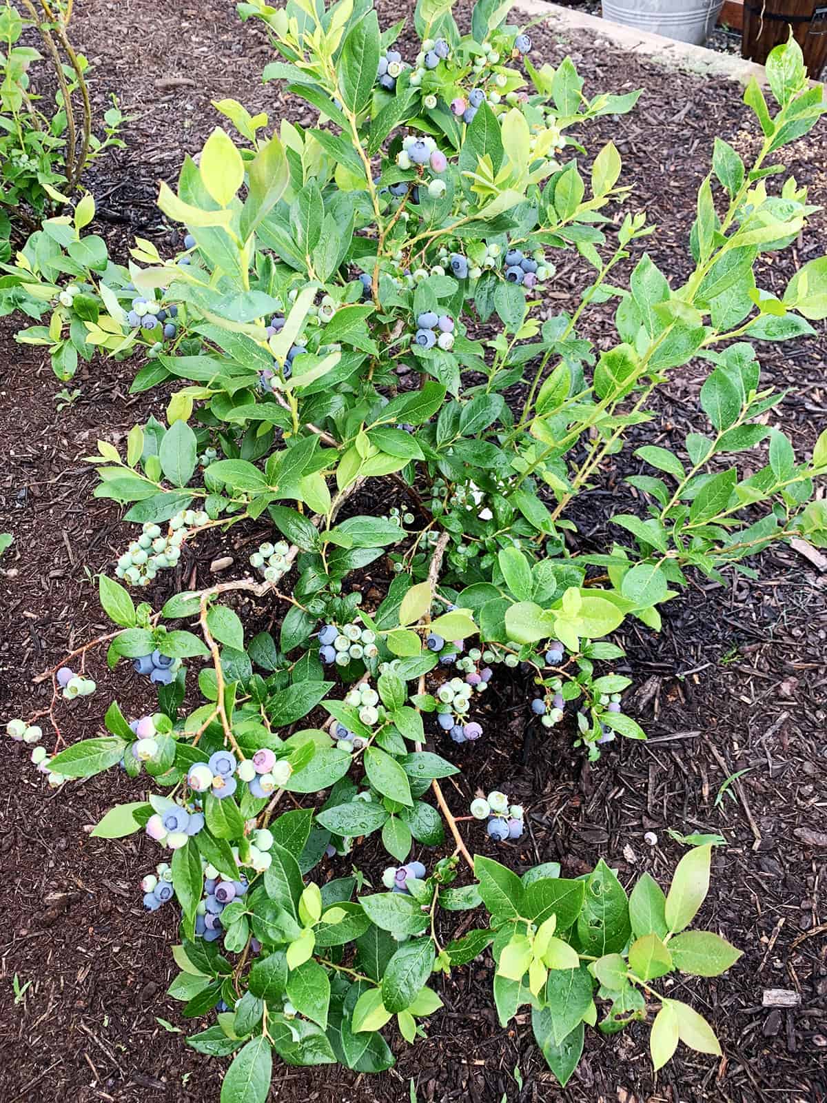 Blueberry plant with lots of berries that are green pink and blue. 