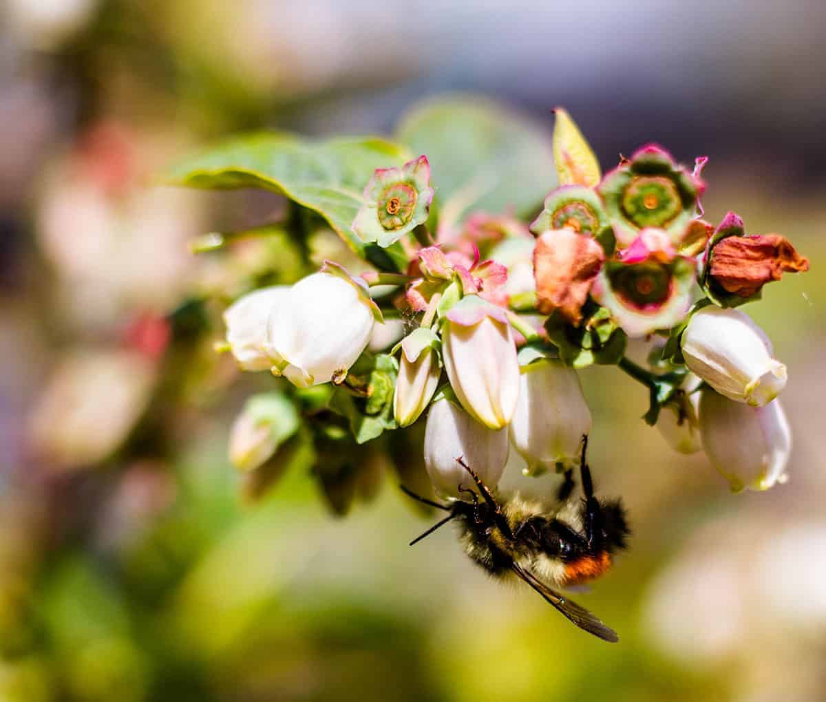 A bee pollinating blueberry flowers. 